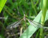 Crane fly sp